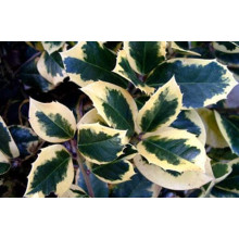 Падуб альтаклеренсіс Голден Кінг | Ilex altaclerensis Golden King | Падуб альтаклеренсис Голден Кинг