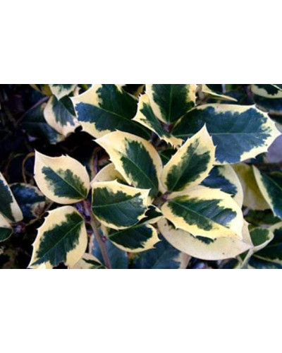 Падуб альтаклеренсіс Голден Кінг | Ilex altaclerensis Golden King | Падуб альтаклеренсис Голден Кинг