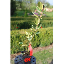 Падуб альтаклеренсіс Голден Кінг | Ilex altaclerensis Golden King | Падуб альтаклеренсис Голден Кинг