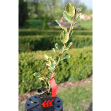 Падуб альтаклеренсіс Голден Кінг | Ilex altaclerensis Golden King | Падуб альтаклеренсис Голден Кинг