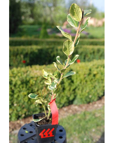Падуб альтаклеренсіс Голден Кінг | Ilex altaclerensis Golden King | Падуб альтаклеренсис Голден Кинг