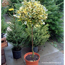 Падуб альтаклеренсіс Голден Кінг | Ilex altaclerensis Golden King | Падуб альтаклеренсис Голден Кинг