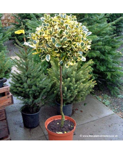 Падуб альтаклеренсіс Голден Кінг | Ilex altaclerensis Golden King | Падуб альтаклеренсис Голден Кинг