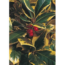 Падуб альтаклеренсіс Голден Кінг | Ilex altaclerensis Golden King | Падуб альтаклеренсис Голден Кинг