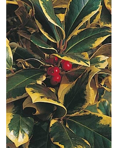 Падуб альтаклеренсіс Голден Кінг | Ilex altaclerensis Golden King | Падуб альтаклеренсис Голден Кинг