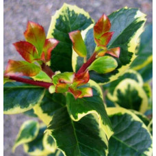 Падуб альтаклеренсіс Голден Кінг | Ilex altaclerensis Golden King | Падуб альтаклеренсис Голден Кинг