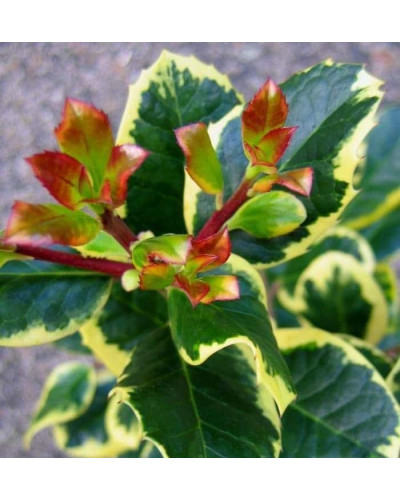 Падуб альтаклеренсіс Голден Кінг | Ilex altaclerensis Golden King | Падуб альтаклеренсис Голден Кинг