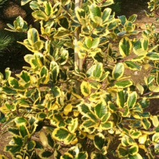 Падуб альтаклеренсіс Голден Кінг | Ilex altaclerensis Golden King | Падуб альтаклеренсис Голден Кинг