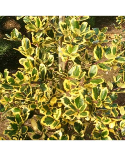 Падуб альтаклеренсіс Голден Кінг | Ilex altaclerensis Golden King | Падуб альтаклеренсис Голден Кинг