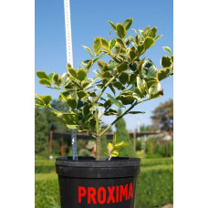 Падуб альтаклеренсіс Голден Кінг | Ilex altaclerensis Golden King | Падуб альтаклеренсис Голден Кинг