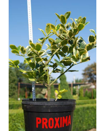 Падуб альтаклеренсіс Голден Кінг | Ilex altaclerensis Golden King | Падуб альтаклеренсис Голден Кинг