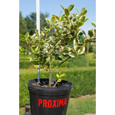 Падуб альтаклеренсіс Голден Кінг | Ilex altaclerensis Golden King | Падуб альтаклеренсис Голден Кинг