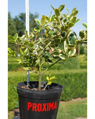 Падуб альтаклеренсіс Голден Кінг | Ilex altaclerensis Golden King | Падуб альтаклеренсис Голден Кинг