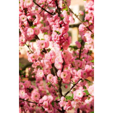 Мигдаль трилопатевий Розенмунд / Луізеанія Розенмунд | Prunus triloba Rosenmund / Louiseania Rosenmund | Миндаль трёхлопастной Розенмунд / Луизеания Розенмунд