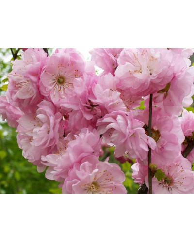 Мигдаль трилопатевий Розенмунд / Луізеанія Розенмунд | Prunus triloba Rosenmund / Louiseania Rosenmund | Миндаль трёхлопастной Розенмунд / Луизеания Розенмунд