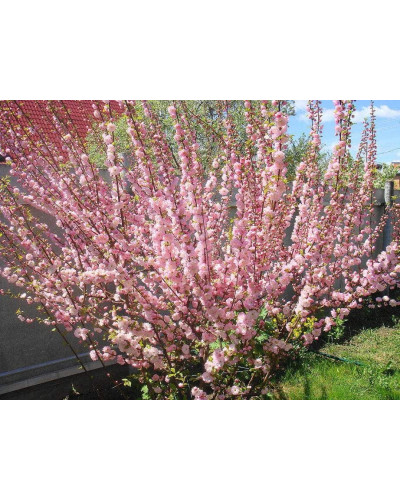 Мигдаль трилопатевий Розенмунд / Луізеанія Розенмунд | Prunus triloba Rosenmund / Louiseania Rosenmund | Миндаль трёхлопастной Розенмунд / Луизеания Розенмунд