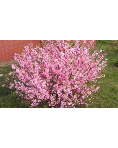 Мигдаль трилопатевий Розенмунд / Луізеанія Розенмунд | Prunus triloba Rosenmund / Louiseania Rosenmund | Миндаль трёхлопастной Розенмунд / Луизеания Розенмунд