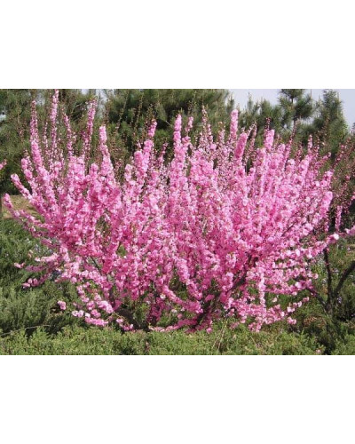 Мигдаль трилопатевий Розенмунд / Луізеанія Розенмунд | Prunus triloba Rosenmund / Louiseania Rosenmund | Миндаль трёхлопастной Розенмунд / Луизеания Розенмунд