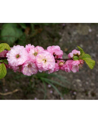 Мигдаль трилопатевий Розенмунд / Луізеанія Розенмунд | Prunus triloba Rosenmund / Louiseania Rosenmund | Миндаль трёхлопастной Розенмунд / Луизеания Розенмунд