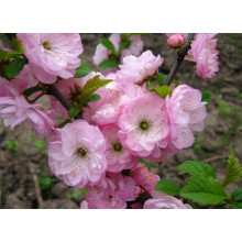 Мигдаль трилопатевий Розенмунд / Луізеанія Розенмунд | Prunus triloba Rosenmund / Louiseania Rosenmund | Миндаль трёхлопастной Розенмунд / Луизеания Розенмунд