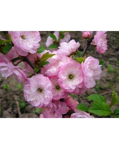 Мигдаль трилопатевий Розенмунд / Луізеанія Розенмунд | Prunus triloba Rosenmund / Louiseania Rosenmund | Миндаль трёхлопастной Розенмунд / Луизеания Розенмунд