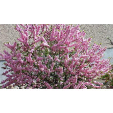 Мигдаль трилопатевий Розенмунд / Луізеанія Розенмунд | Prunus triloba Rosenmund / Louiseania Rosenmund | Миндаль трёхлопастной Розенмунд / Луизеания Розенмунд