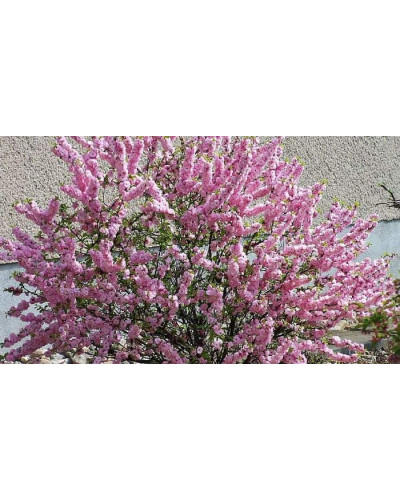 Мигдаль трилопатевий Розенмунд / Луізеанія Розенмунд | Prunus triloba Rosenmund / Louiseania Rosenmund | Миндаль трёхлопастной Розенмунд / Луизеания Розенмунд