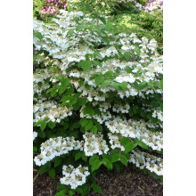 Калина складчаста Каскад | Viburnum plicatum Cascade | Калина складчатая Каскад