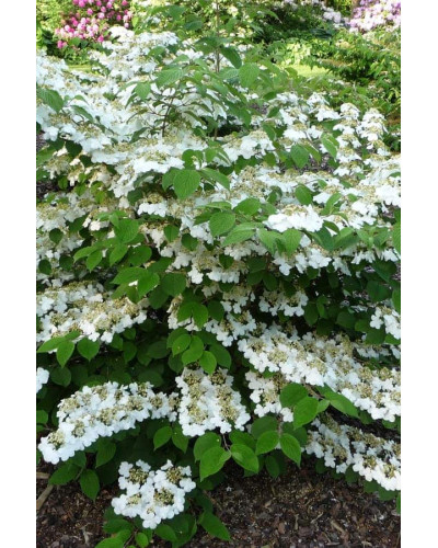 Калина складчаста Каскад | Viburnum plicatum Cascade | Калина складчатая Каскад