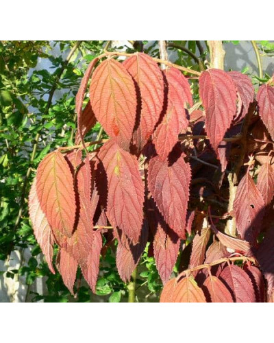 Калина складчаста Каскад | Viburnum plicatum Cascade | Калина складчатая Каскад