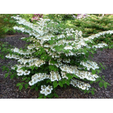 Калина складчаста Каскад | Viburnum plicatum Cascade | Калина складчатая Каскад