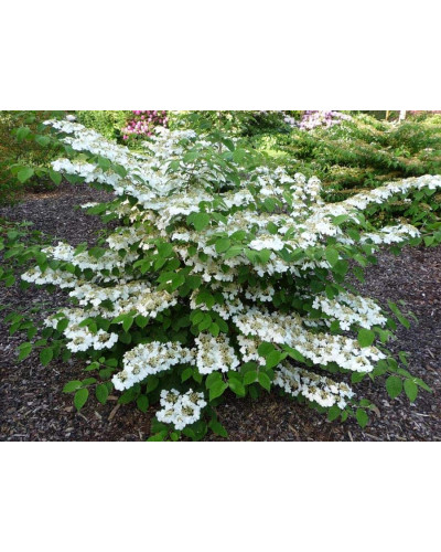 Калина складчаста Каскад | Viburnum plicatum Cascade | Калина складчатая Каскад