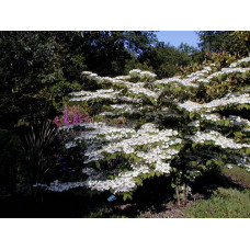 Калина складчаста Каскад | Viburnum plicatum Cascade | Калина складчатая Каскад
