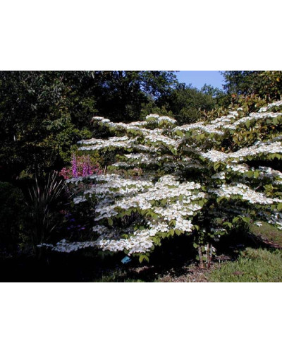 Калина складчаста Каскад | Viburnum plicatum Cascade | Калина складчатая Каскад