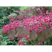 Калина складчаста Каскад | Viburnum plicatum Cascade | Калина складчатая Каскад