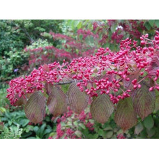 Калина складчаста Каскад | Viburnum plicatum Cascade | Калина складчатая Каскад