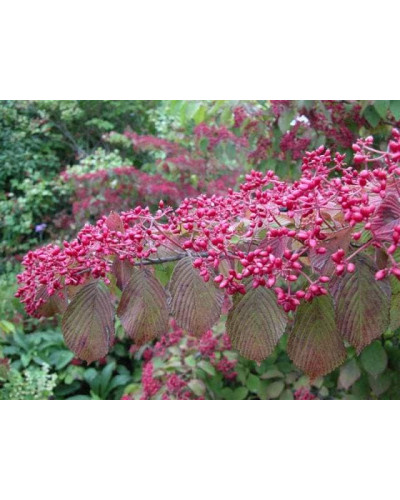Калина складчаста Каскад | Viburnum plicatum Cascade | Калина складчатая Каскад