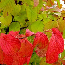 Калина складчаста Каскад | Viburnum plicatum Cascade | Калина складчатая Каскад