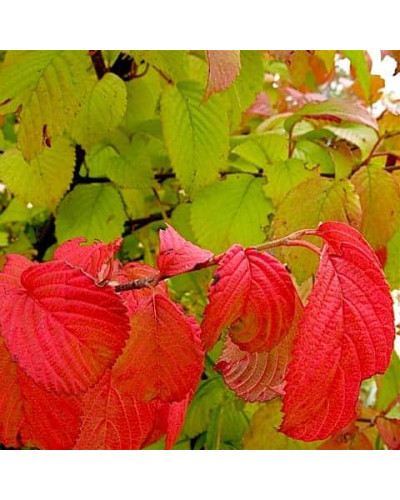 Калина складчаста Каскад | Viburnum plicatum Cascade | Калина складчатая Каскад