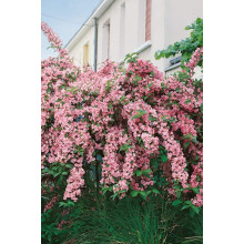 Вейгела гібридна Розеа | Weigela hybrida Rosea | Вейгела гибридная Розеа