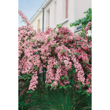 Вейгела гібридна Розеа | Weigela hybrida Rosea | Вейгела гибридная Розеа
