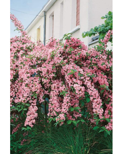 Вейгела гібридна Розеа | Weigela hybrida Rosea | Вейгела гибридная Розеа