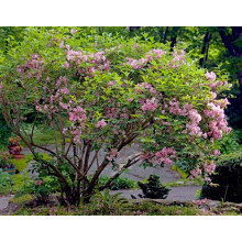 Вейгела гібридна Розеа | Weigela hybrida Rosea | Вейгела гибридная Розеа