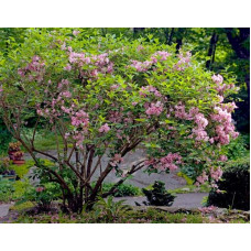 Вейгела гібридна Розеа | Weigela hybrida Rosea | Вейгела гибридная Розеа