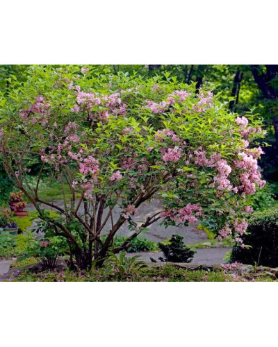 Вейгела гібридна Розеа | Weigela hybrida Rosea | Вейгела гибридная Розеа