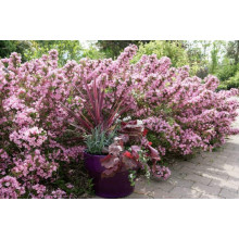 Вейгела гібридна Розеа | Weigela hybrida Rosea | Вейгела гибридная Розеа