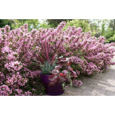 Вейгела гібридна Розеа | Weigela hybrida Rosea | Вейгела гибридная Розеа