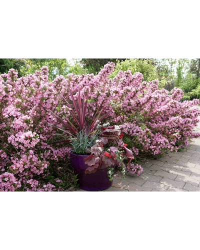 Вейгела гібридна Розеа | Weigela hybrida Rosea | Вейгела гибридная Розеа