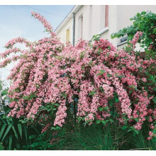 Вейгела гібридна Розеа | Weigela hybrida Rosea | Вейгела гибридная Розеа