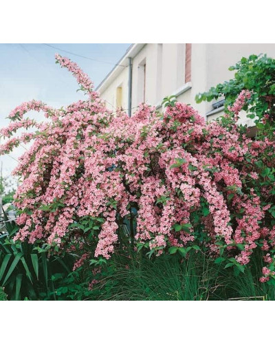 Вейгела гібридна Розеа | Weigela hybrida Rosea | Вейгела гибридная Розеа
